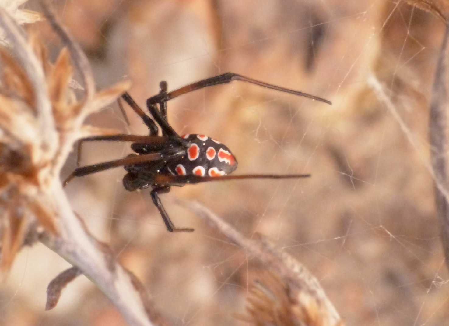 Latrodectus tredecimguttatus: maschi scapoli e ammogliati